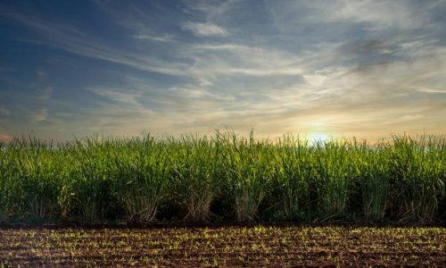 Sugar cane plantation sunset